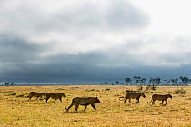 African lionesses (Panthera leo) walking in the savanna  with storm in the distance, Masai-Mara Game Reserve, Kenya. March.