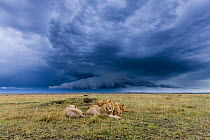 Group of male African lions (Panthera leo) resting with storm clouds overhead, Masai-Mara Game Reserve, Kenya. September.