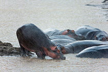 Hippopotamus (Hippopotamus amphibius) calf on a riverbank with submerged adults in river during heavy rain, Masai-Mara Game Reserve, Kenya. April.