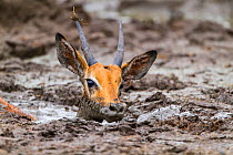 Young male impala (Aepyceros melampus) stuck neck-deep in mud, Masai-Mara game reserve, Kenya. March.