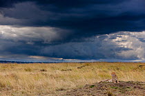 Cheetah (Acinonyx jubatus) resting on a termite hill and storm brewing, Masai-Mara Game Reserve, Kenya. March.