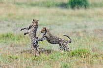 Two cheetah cubs (Acinonyx jubatus) playing in the rain,  Masai-Mara Game Reserve, Kenya. February.
