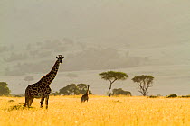 Masai giraffes (Giraffa camelopardalis tippelskirchi) in dry season, Masai-Mara Game Reserve, Kenya. March.