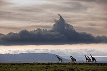 Masai giraffe (Giraffa camelopardalis tippelskirchi) herd walking, Masai-Mara Game Reserve, Kenya. October.