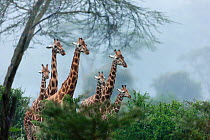 Baringo giraffe (Giraffa camelopardalis rothschildi) group standing in the rain and in the mist, Nakuru national park, Kenya. February.