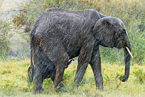 African elephant (Loxodonta africana) female and its newborn calf trying to suckle in the rain, Masai-Mara Game Reserve, Kenya. September.