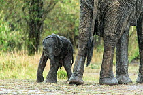 African elephant (Loxodonta africana) mother and its newborn calf in the rain, Masai-Mara Game Reserve, Kenya. September.