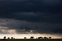 African elephant (Loxodonta africana) herd silhouetted  in distance walking through a storm, Masai-Mara Game Reserve, Kenya. September.