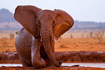 African elephant (Loxodonta africana) having a bath at a water hole, Tsavo East National Park, Kenya. August.
