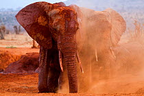 African elephant (Loxodonta africana) having a dust bath at a water hole, Tsavo East National Park, Kenya. August.