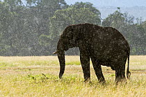African elephant (Loxodonta africana) standing in the rain, Masai-Mara Game Reserve, Kenya. March.