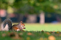 Grey squirrel (Sciurus carolinensis) on lawn biting into Peanut shell given to it by tourist, St.James's Park, London, UK, September.