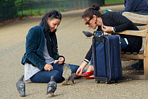 Two female tourists feeding Grey squirrel (Sciurus carolinensis) by hand, watched by Feral pigeons  (Columba livia) St.James's Park, London, UK, September 2014.