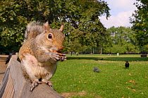 Grey squirrel (Sciurus carolinensis) sitting on park bench feeding on Almonds given to it by tourist, with Carrion crows  (Corvus corone) and Feral pigeon  (Columba livia) and people walking in the ba...