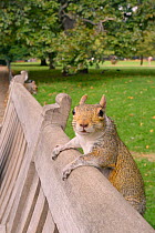 Grey squirrel (Sciurus carolinensis) clinging to the back of park bench, with another eating nut in the background, St.James's Park, London, UK, September.