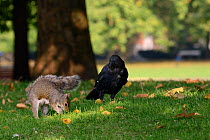 Grey squirrel (Sciurus carolinensis) burying Peanut given to it by tourist in lawn, being watched by Carrion crow  (Corvus corone) who will then steal the cache later, St.James's Park, London, UK, Sep...