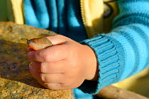 Close up of boy's hand holding Large black slug (Arion ater), brown form, found in garden, Bristol, UK, October 2014. Model released.
