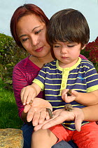 Mother and young boy holding garden snails (Helix aspersa) and Leopard /Great grey slugs  (Limax maximus) in their hands, Bristol, garden UK, October 2014. Model released.