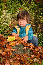 Young boy covering Hedgehog shelter with leaves under garden hedge, Bristol, UK, October 2014. Model released.