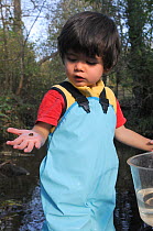 Young boy looking at Pond snail he has caught in stream, held in his hand, Bristol, UK, October 2014. Model released.