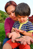 Young boy and mother holding Leopard / Great grey slugs (Limax maximus) found in garden, Bristol, UK, October 2014. Model released.