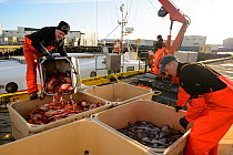Commercial fisherman unloading Redfish (Sebastes sp) Grindavik harbour, Iceland, March 2014.