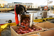 Commercial fisherman unloading Redfish (Sebastes sp) Grindavik harbour, Iceland, March 2014.