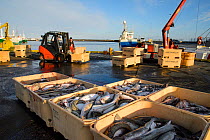 Crates of Cod (Gadus morhua) on Grindavik harbour, caught by commercial fishing vessel, Iceland, March 2014.