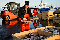 Commercial fishermen unloading and sorting Cod (Gadus morhua) Grindavik harbour, Iceland, March 2014.