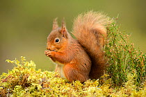 Red squirrel (Sciurus vulgaris) feeding, Black Isle, Scotland, UK, February.