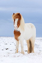 Portrait of Skewbald Icelandic horse in the snow, Snaefellsnes Peninsula, Iceland, March.