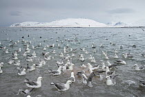 Fulmars (Fulmarus glacialis) on water, feeding at a fish processing plant outfall. Grundafjordur, Iceland, March.