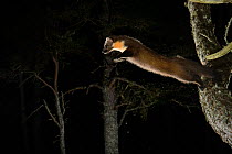 Pine marten (Martes martes) jumping from branch, Black Isle, Scotland, UK, February. Photographed by camera trap, Sequence 1 of 2.