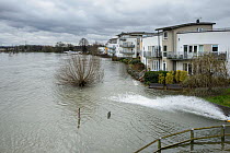Buildings along flooded River Thames, Chertsey, Surrey, UK, February 2014.