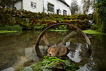 Water vole (Arvicola amphibius) on old pump wheel outside house, Kent, UK, January.