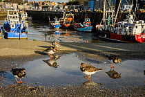 Ruddy turnstones (Arenaria interpres) in puddle, Whitstable Harbour, Kent, UK, February.