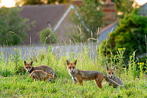 Family of Red foxes (Vulpes vulpes) on railway embankment, Kent, UK, July.