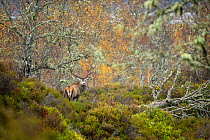 Red deer (Cervus elaphus) stag in Caledonian Forest, Glen Affric. Highlands, Scotland, November 2014.