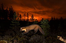 Pine marten (Martes martes) leaping from branch, orange glow in sky behind from the lights of Inverness. Black Isle, Scotland, UK, November. Photographed by camera trap.