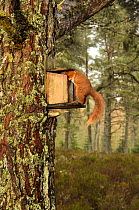 Red squirrel (Sciurus vulgaris) looking in squirrel feeding box, Black Isle, Scotland, UK, April.