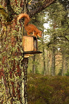 Red squirrel (Sciurus vulgaris) on squirrel feeding box, Black Isle, Scotland, UK, April.