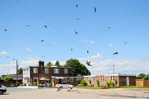 Red kites (Milvus milvus) in flight outside roadside cafe where they are fed leftover food, Chilterns, England, June 2014.