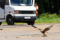Woman watching Red kite (Milvus milvus) picking up leftover food from a roadside cafe, Chilterns, England, June.