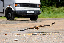 Red kite (Milvus milvus) swooping to feed on leftover food from a roadside cafe, Chilterns, England, June.