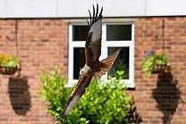 Red kite (Milvus milvus) in flight outside building, attracted by leftover food from a roadside cafe, Chilterns, England, June.