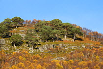 Birch (Betula pendula) and Scots pines (Pinus sylvestris) on mountain slope, Glen Affric, Highlands, Scotland, November 2014.