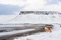 Skewbald Icelandic horse in snow with mountain beyond, Snaefellsnes Peninsula, Iceland, March 2014.
