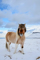 Skewbald Icelandic horse in the snow, Snaefellsnes Peninsula, Iceland, March.