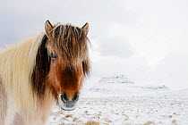 Portrait of Icelandic horse in the snow in front of Kirkjufell Mountain, Snaefellsnes Peninsula, Iceland, March.