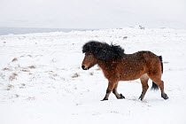 Bay Icelandic horse trotting in the snow, Snaefellsnes Peninsula, Iceland, March.